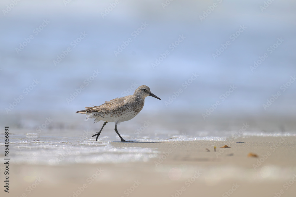 Knutt calidris canutus Knutt calidris canutus