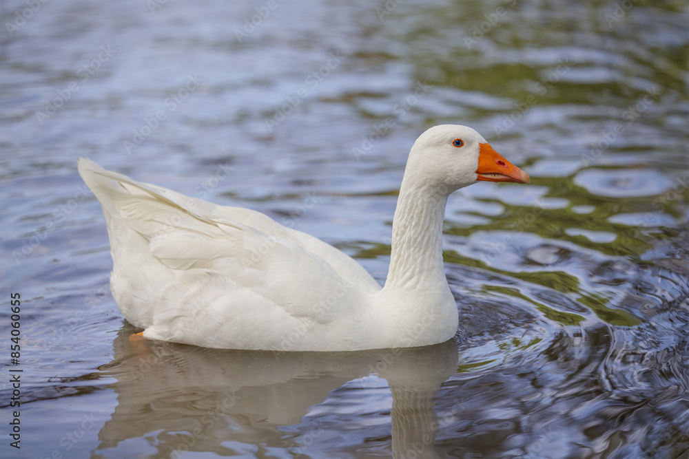 Domestic goose (Anser anser domesticus) swimming in a lagoon. Domestic goose (Anser anser domesticus) swimming in a lagoon.
