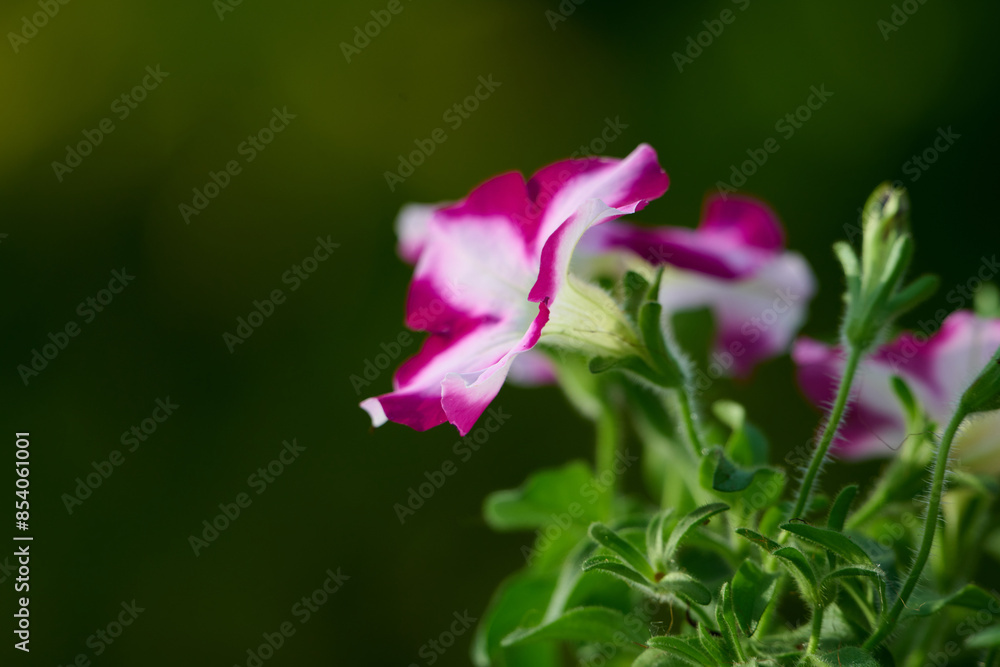 Pink petunia flowers beautiful ornamental plant. Pink petunia flowers beautiful ornamental plant.