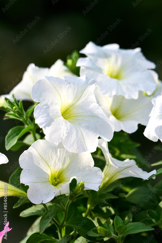 Classic white petunia flowers on blurred background. Classic white petunia flowers on blurred background.