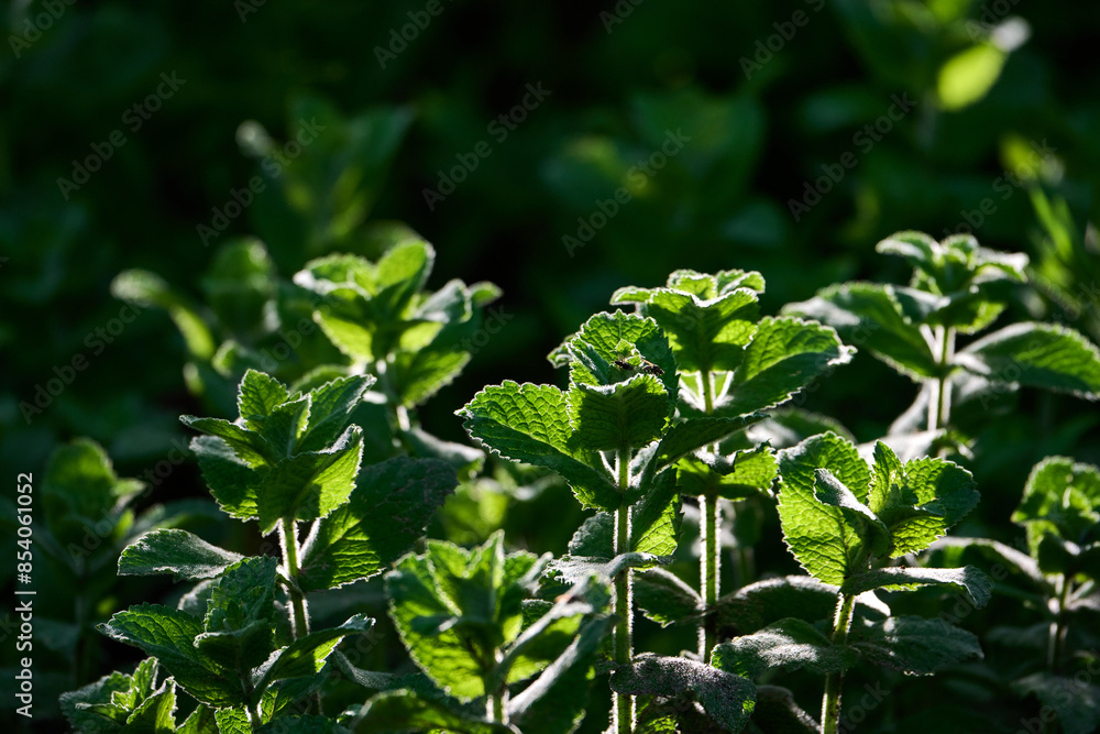 Mint plant outdoors in the sun. Macro. Selective focus. Mint plant outdoors in the sun. Macro. Selective focus.