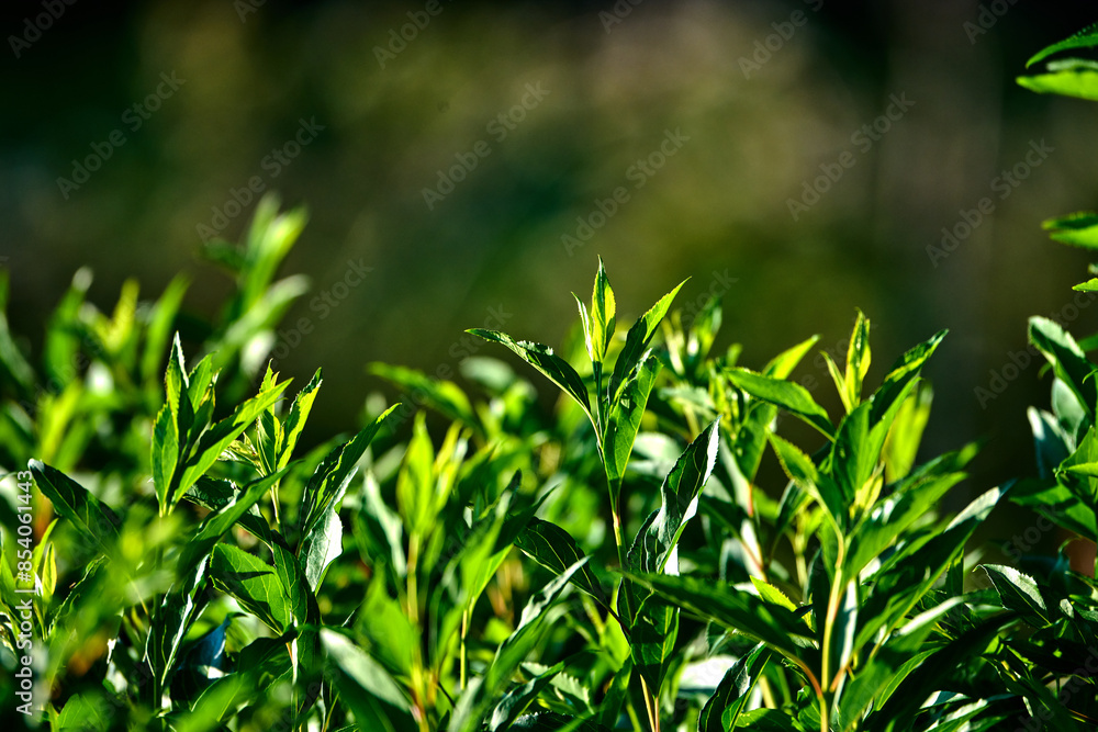 Beautiful green sprout? on blurred background.
