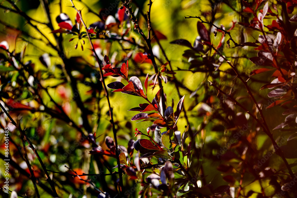 Decorative red barberry on blurred background. Decorative red barberry on blurred background.