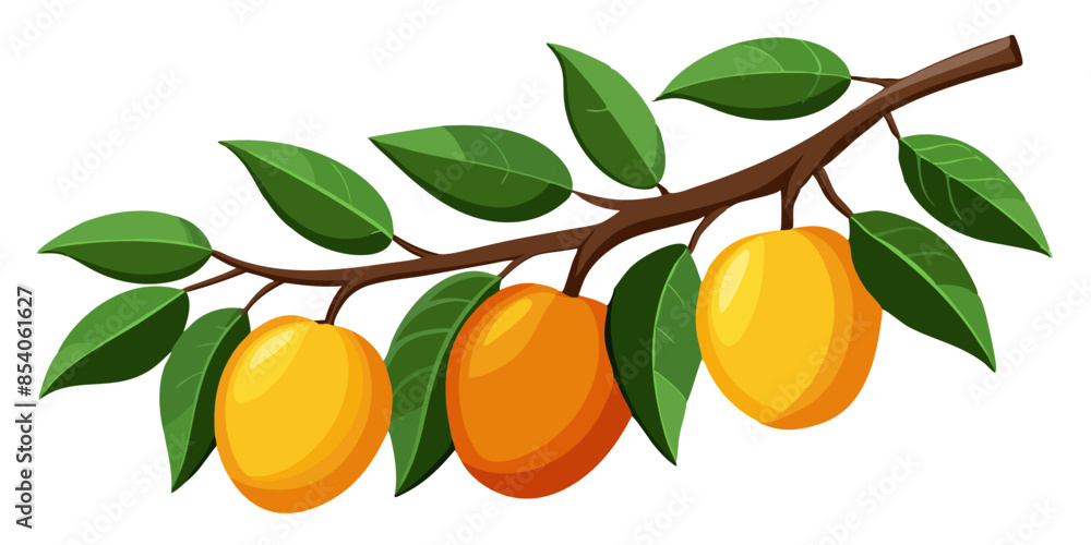 mango with leaves and branch mango with leaves and branch