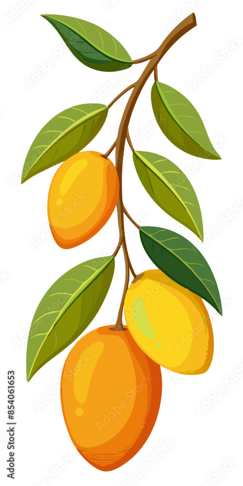 mango with leaves and branch mango with leaves and branch