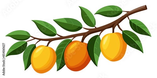 mango with leaves and branch