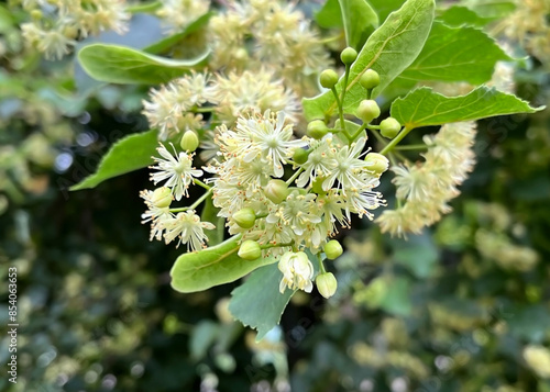 linden flowers on a linden tree branch