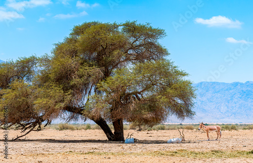 Onager or semi-domesticated Sahara donkey and curved horned antelope Addax to...