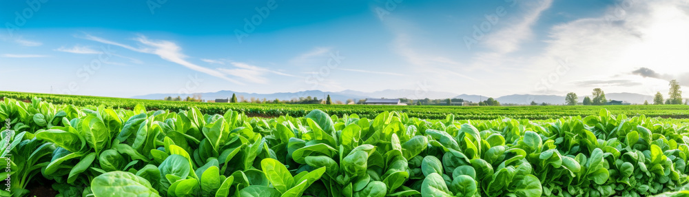 Panoramic view of a lush green field on a bright, sunny day. Fresh leafy plants under a clear blue sky with scattered clouds. Panoramic view of a lush green field on a bright, sunny day. Fresh leafy plants under a clear blue sky with scattered clouds.