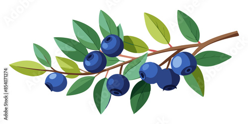 branch of blueberries