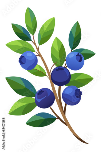 illustration of blueberries