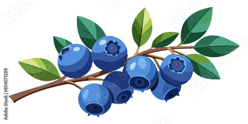 illustration of blueberries