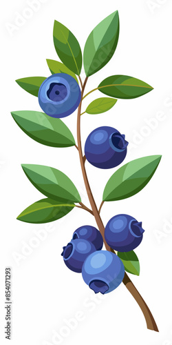 illustration of blueberries