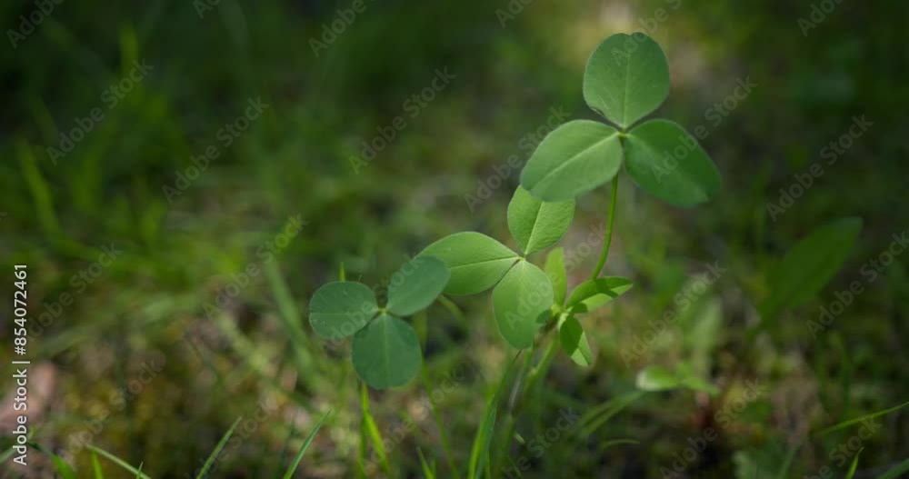 Closeup of clover growing in its natural habitat, captured in a time lapse sequence Closeup of clover growing in its natural habitat, captured in a time lapse sequence