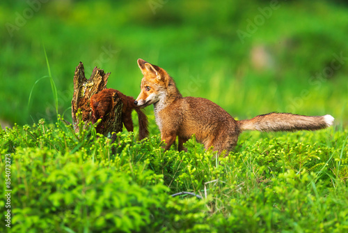 puppy red fox (Vulpes vulpes) sniffing a dead squirrel © michal
