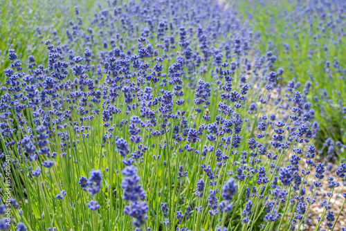 Photograph of a blooming Lavender field in Norfolk England