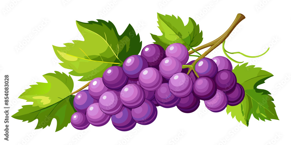 bunch of grapes isolated on white background bunch of grapes isolated on white background