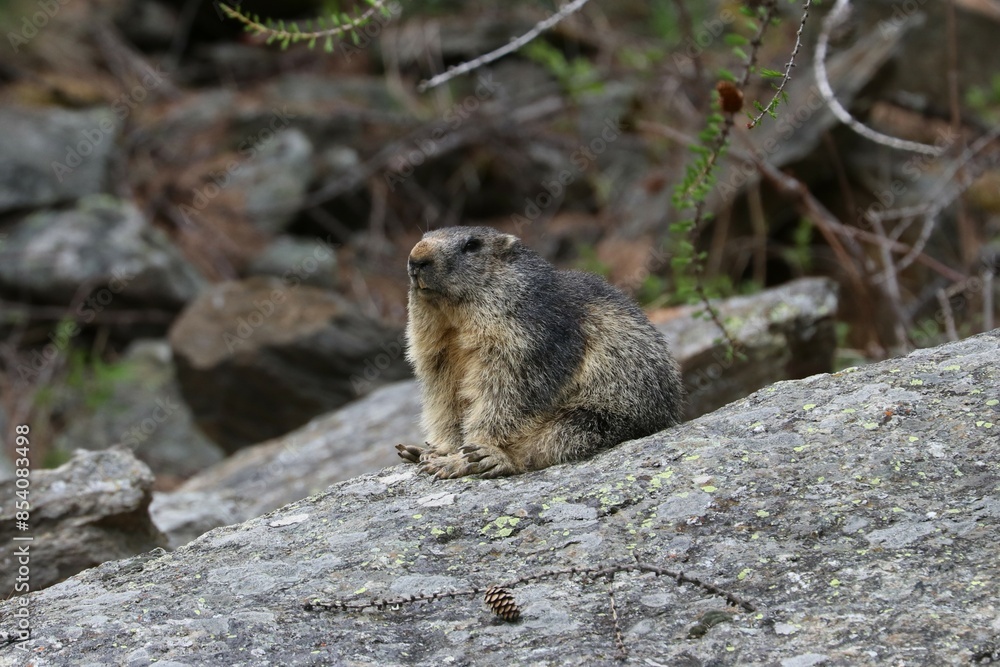 Marmotta Marmotta