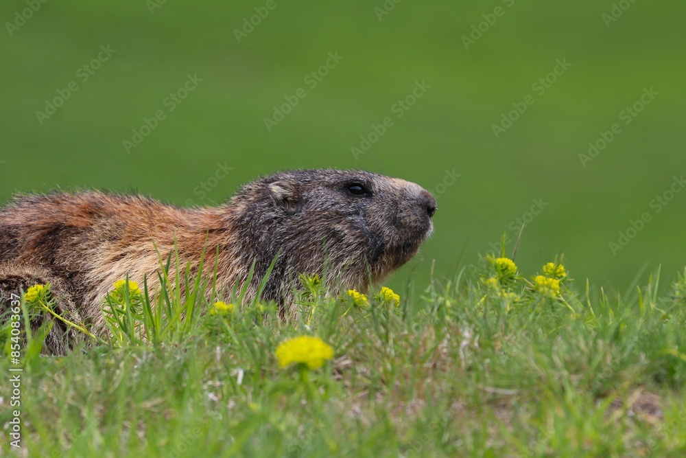 Marmotta Marmotta