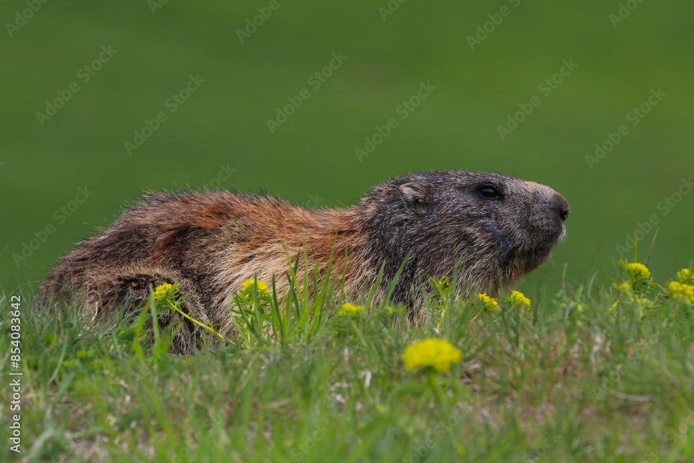 Marmotta Marmotta