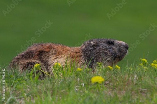 Marmotta