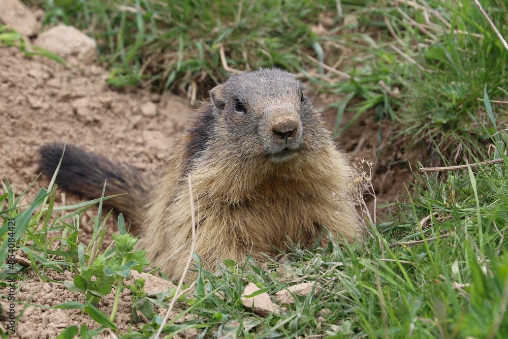 Marmotta
