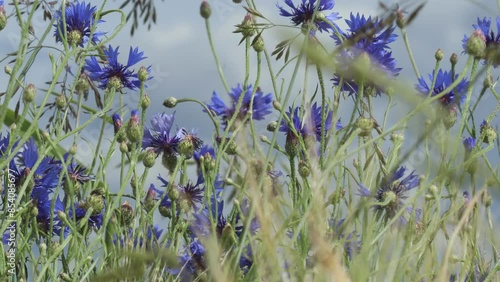 Kornblumen (Centaurea cyanus) im Wind