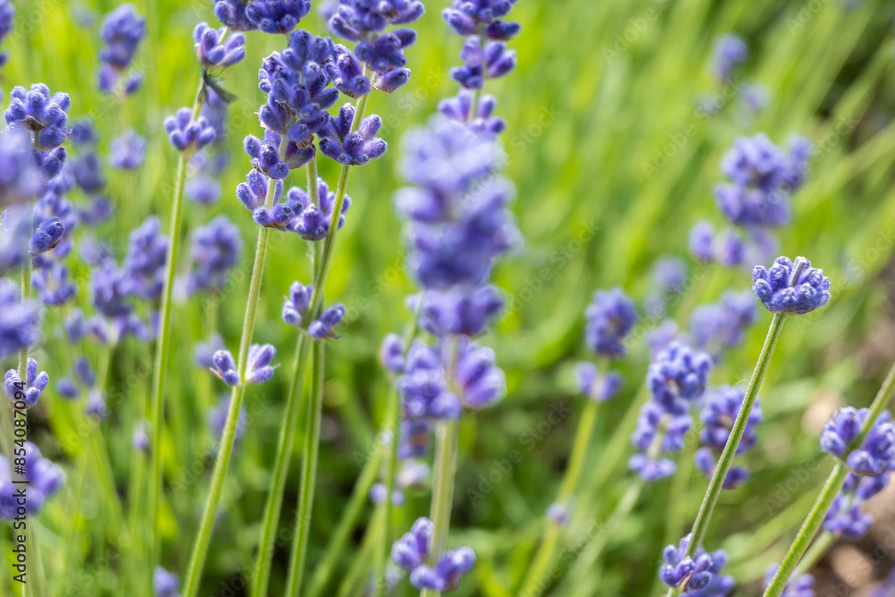 Closeup photo of Lavender in a field in Norfolk England Closeup photo of Lavender in a field in Norfolk England