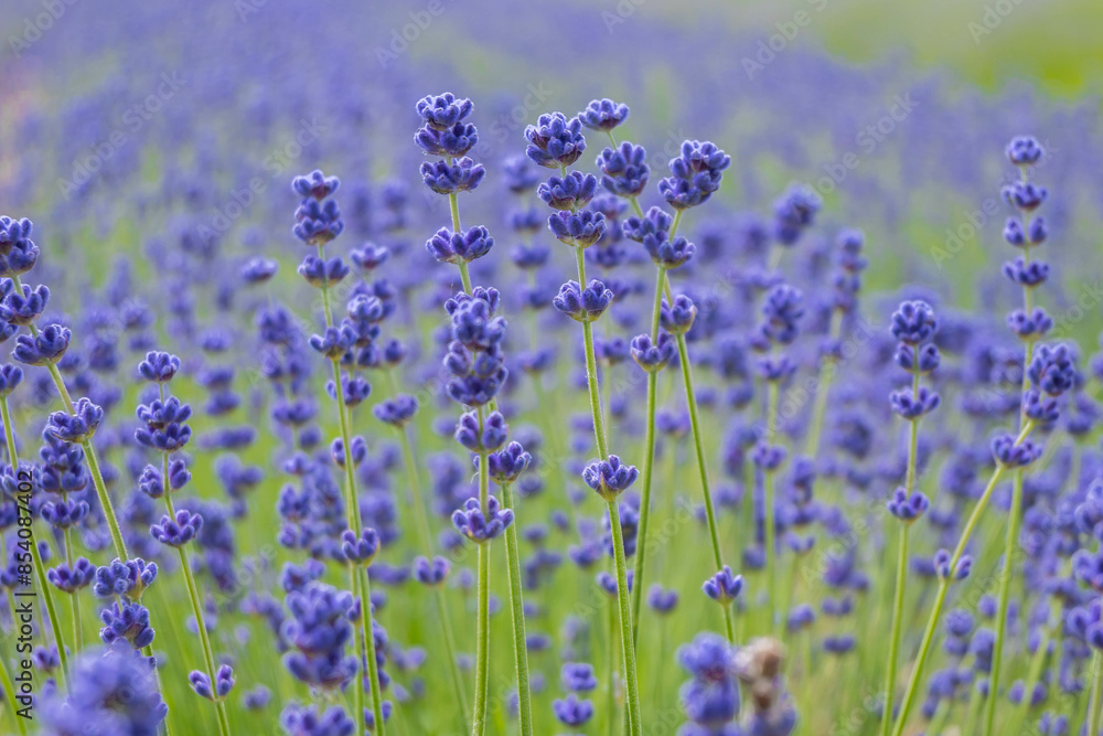 Obraz premium Closeup photo of Lavender in a field in Norfolk England