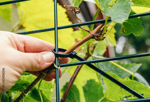 Using zip ties in garden concept. Woman hands attaches the grape vine to the metal grid with a cable tie. Cable ties can be used to support plants that are growing vertically.