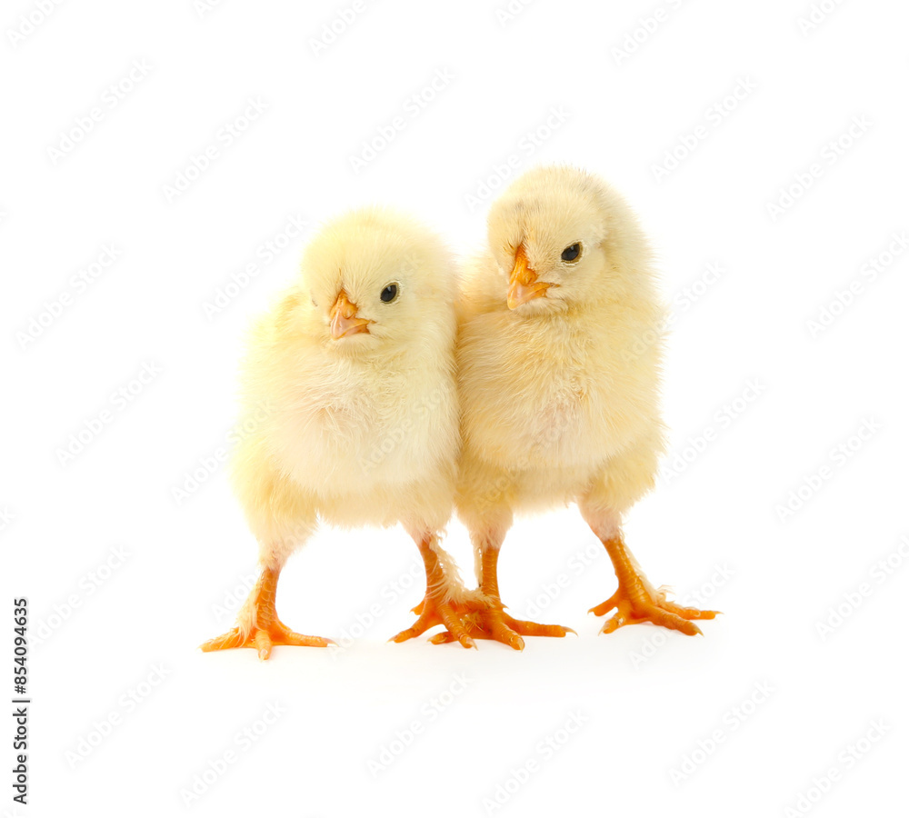 Two cute chicks isolated on white. Baby animals Two cute chicks isolated on white. Baby animals
