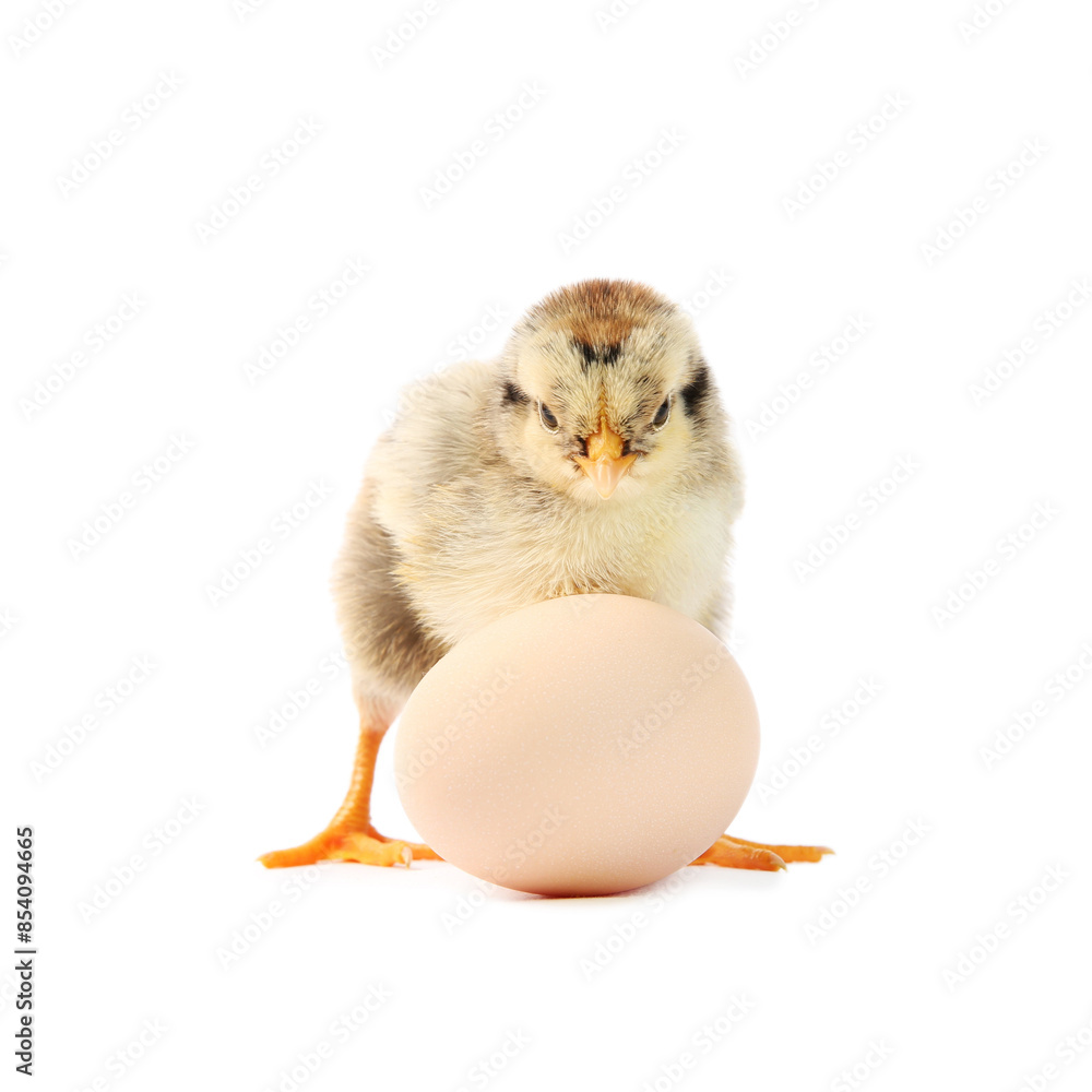 Obraz premium Cute chick and egg isolated on white. Baby animal