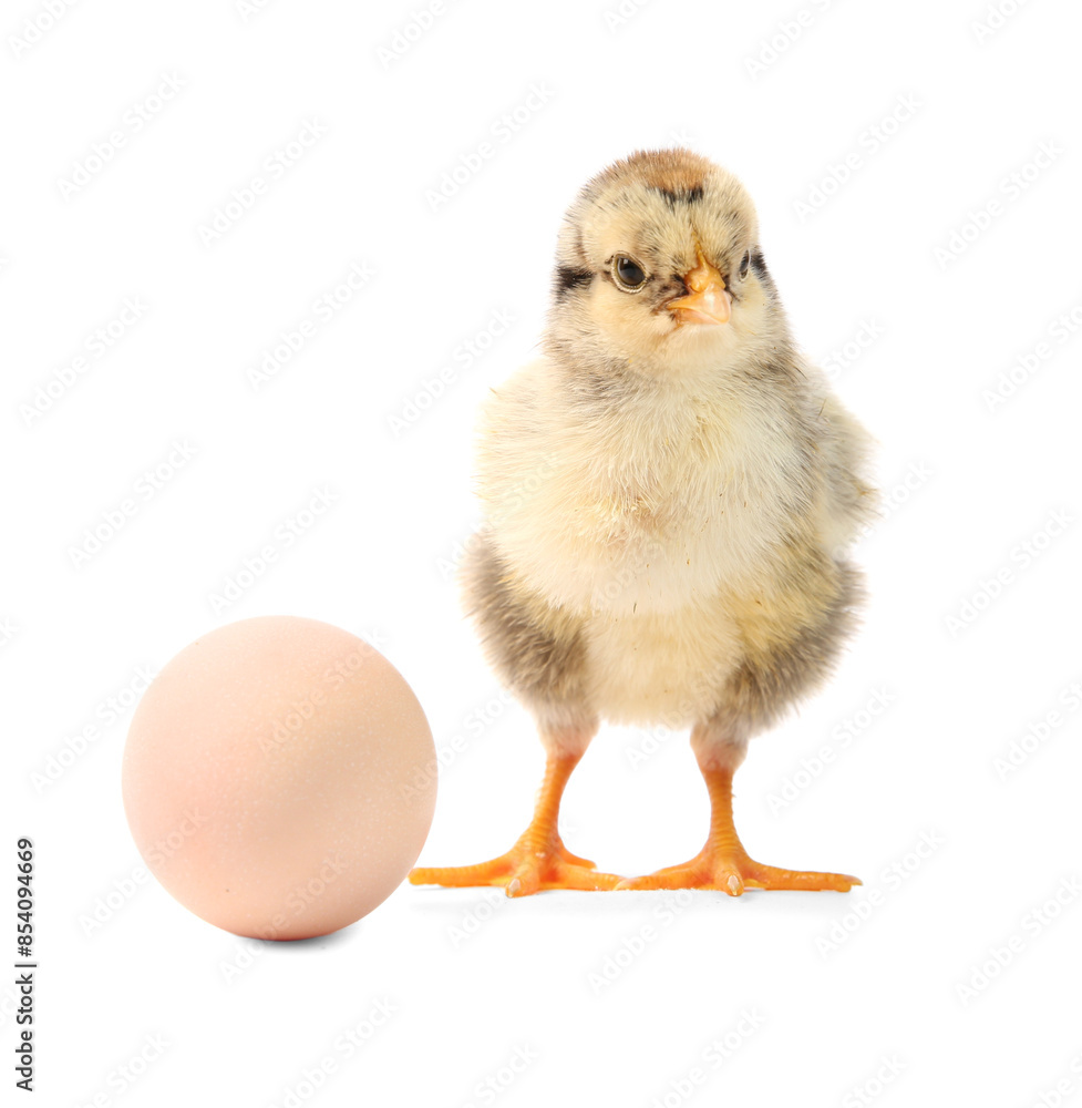 Obraz premium Cute chick and egg isolated on white. Baby animal