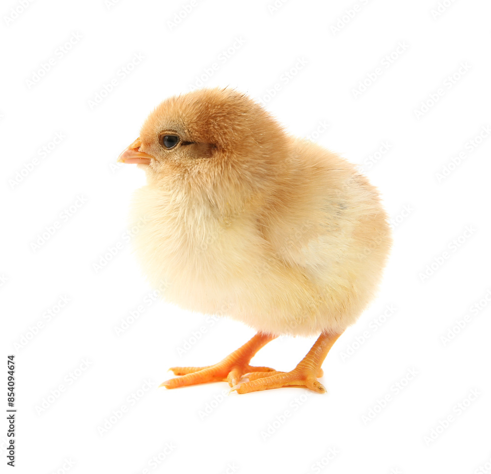One cute chick isolated on white. Baby animal One cute chick isolated on white. Baby animal