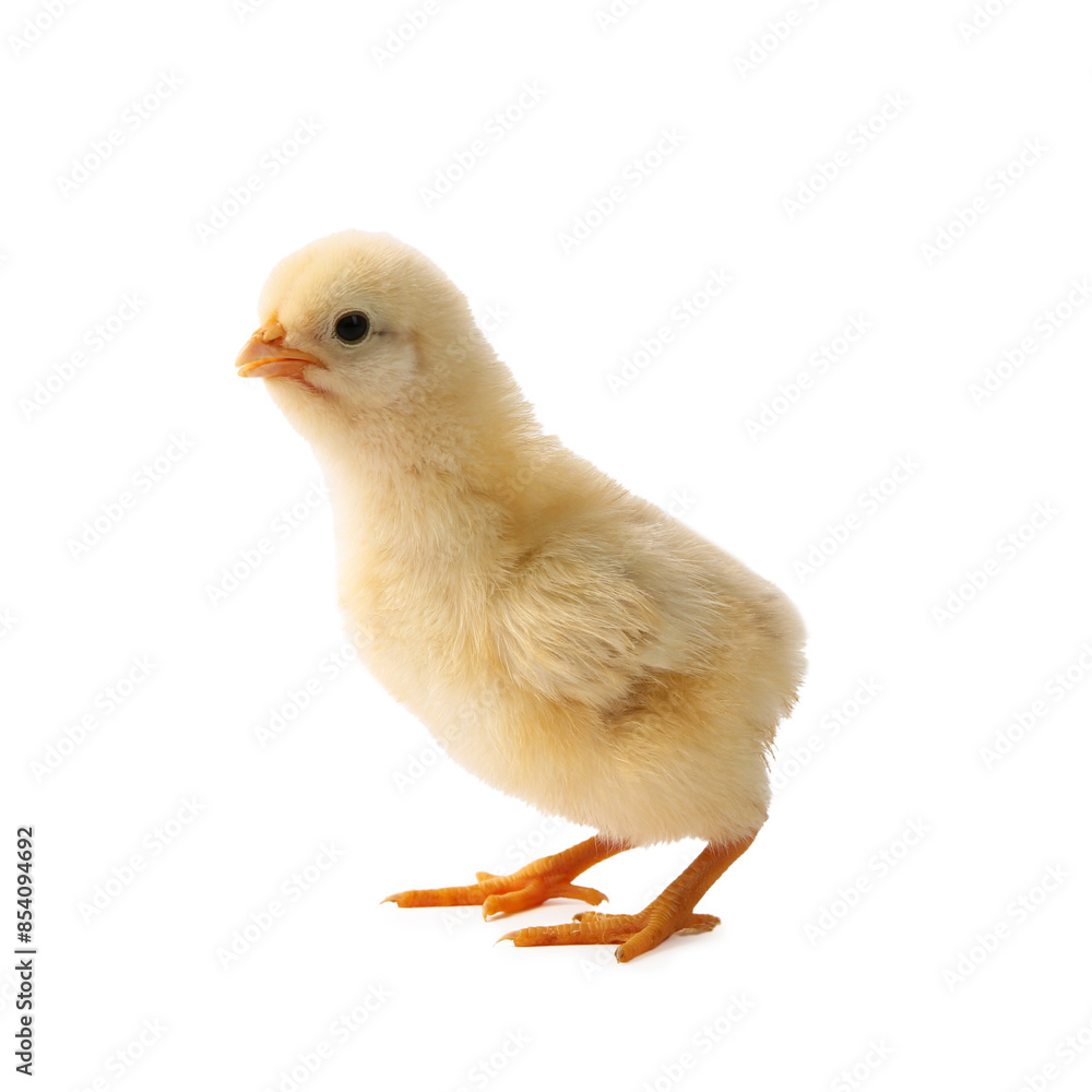Obraz premium One cute chick isolated on white. Baby animal