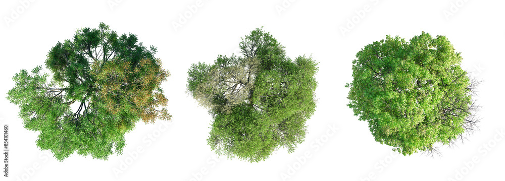 Obraz premium Deciduous trees top view collection isolated on transparent background. 3D render.