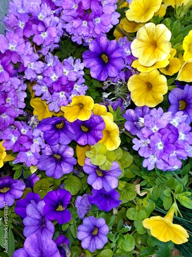 flowers in the garden