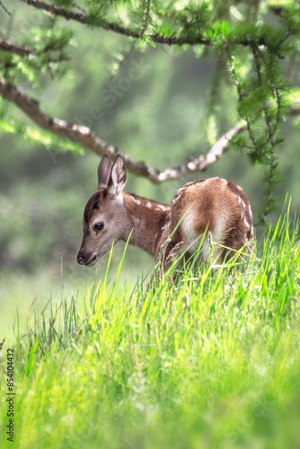 Obraz na płótnie Red deer fawn (Cervus elaphus) with spotted fur standing in a green alpine grassland, Alps, Italy. w salonie
