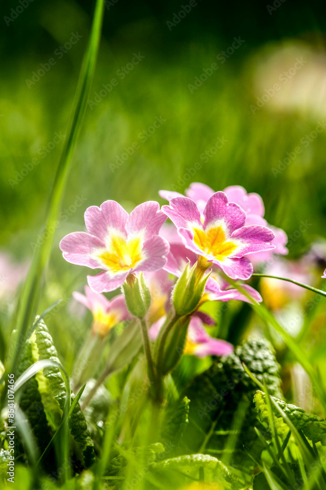 Fototapeta premium Colorful flowers in garden. HDR Image (High Dynamic Range).
