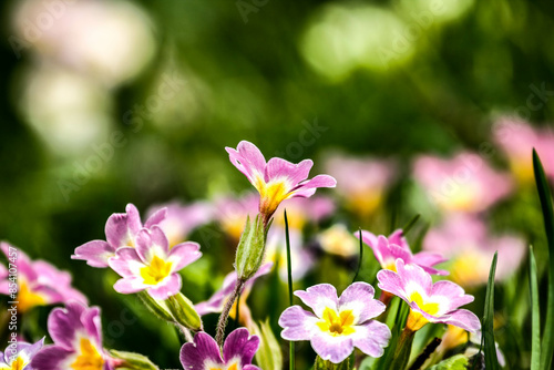 Colorful flowers in garden. HDR Image (High Dynamic Range).