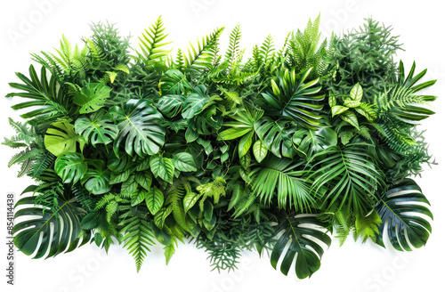 Verdant tropical plants on white background © Oksana