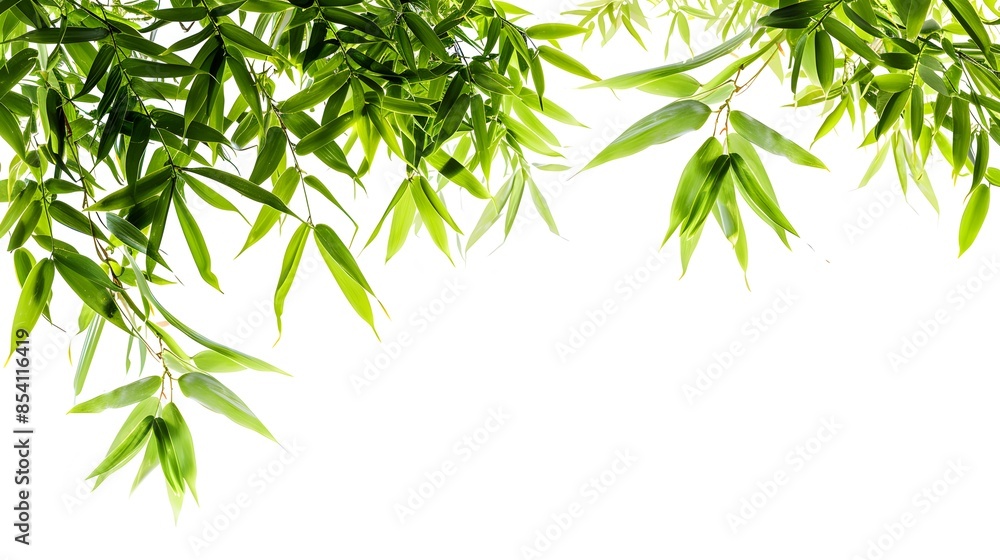 Thick-stemmed bamboo branch with leaves on white background Thick-stemmed bamboo branch with leaves on white background