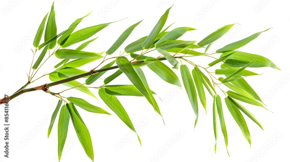 Fototapeta premium Thick-stemmed bamboo branch with leaves on white background