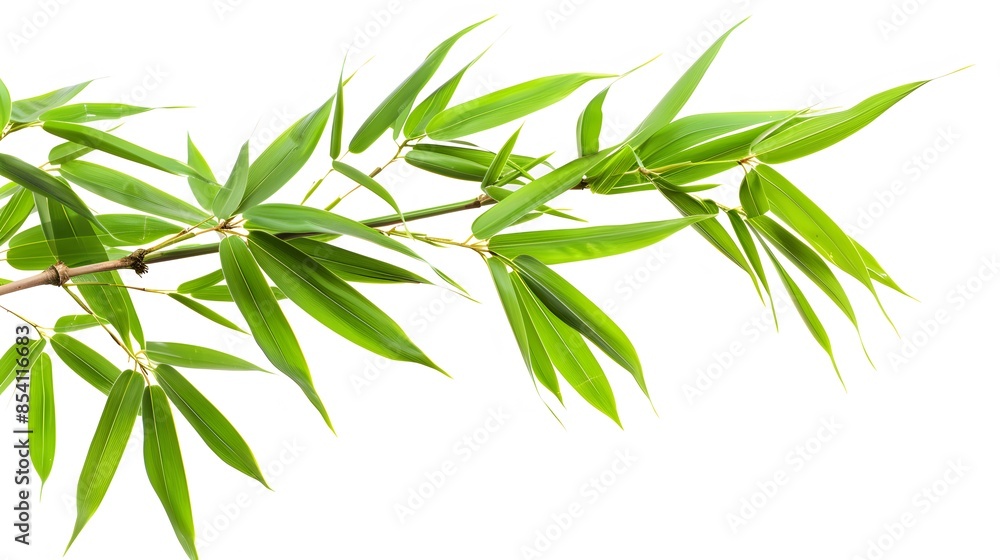 Obraz premium Thick-stemmed bamboo branch with leaves on white background