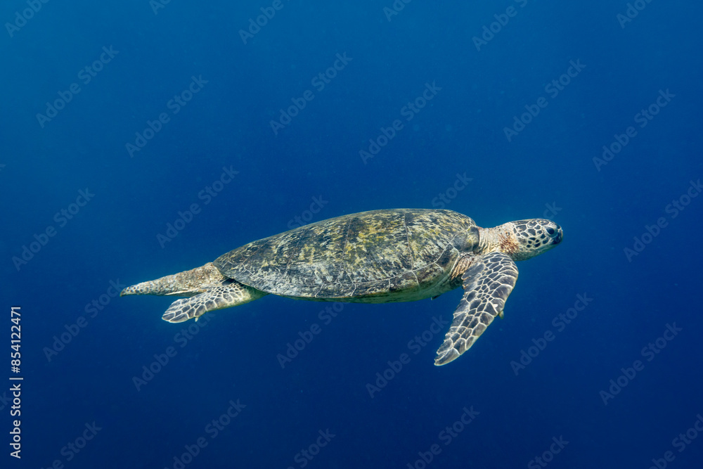 Fototapeta premium Green Sea Turtle, Chelonia mydas, swimming in blue tropical waters