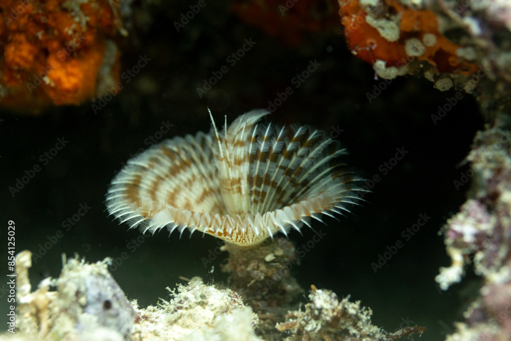 Fan Tube Worm, displaying feathery tentacles and feeding Fan Tube Worm, displaying feathery tentacles and feeding