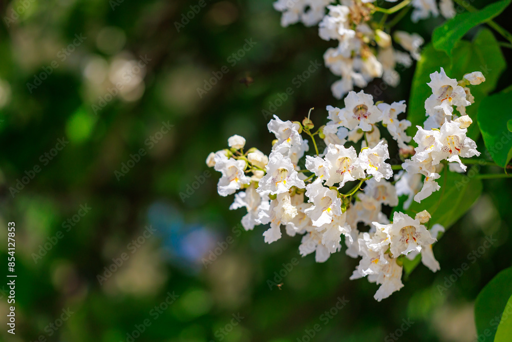 A beautiful white flower with a green stem A beautiful white flower with a green stem
