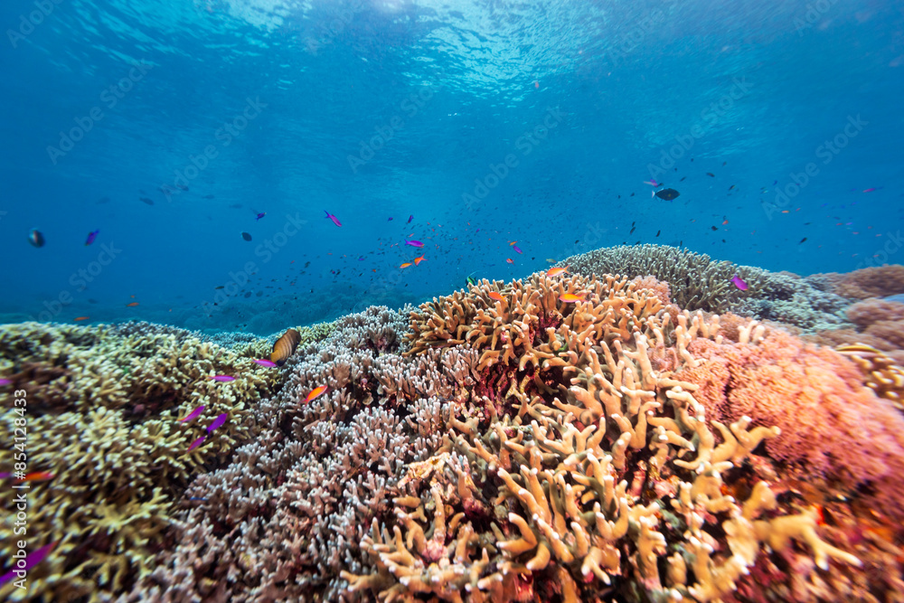 beautiful landscape view of mixture of soft and hard coral on tropical coral reef with clear blue water beautiful landscape view of mixture of soft and hard coral on tropical coral reef with clear blue water