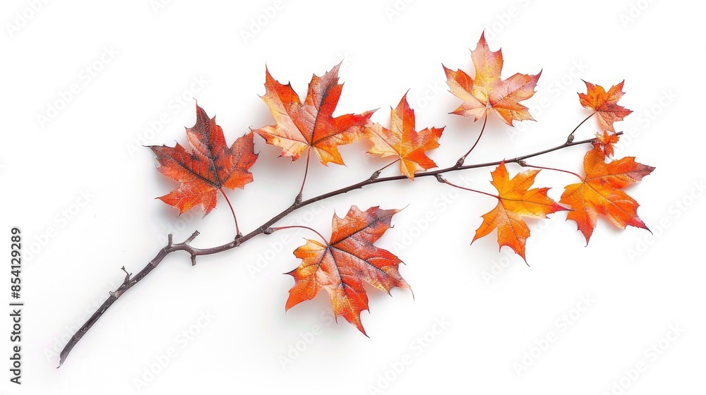 Autumn maple branch with leaves isolated on white background Autumn maple branch with leaves isolated on white background
