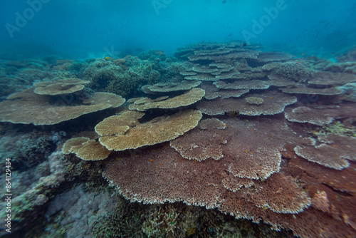 Fototapeta Naklejka Na Ścianę i Meble -  Massive expanse of table coral on a remote tropical coral reef